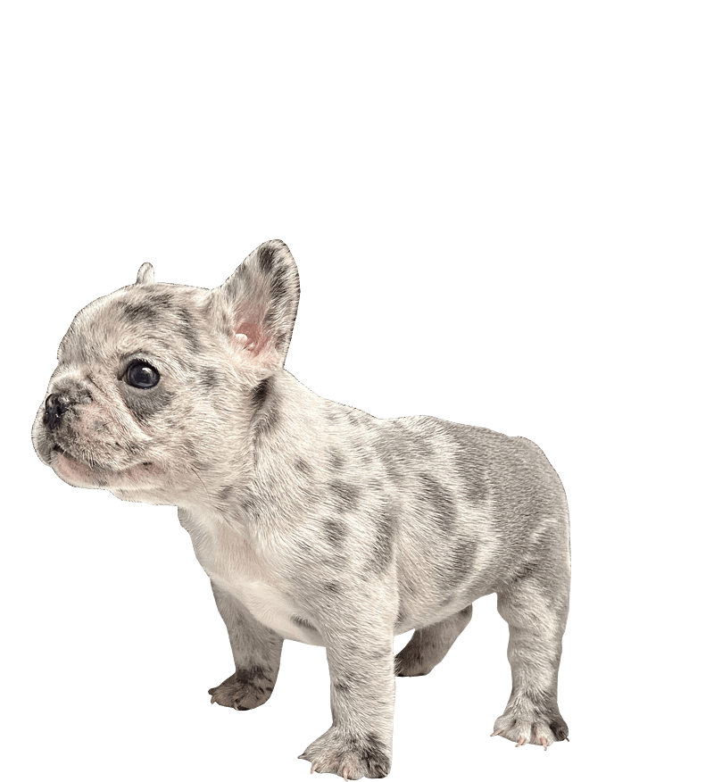 french-bulldog-puppy-for-sale-houston